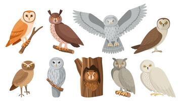 Owl birds. Cute owlet sitting on tree branch, hide in hollow and flying night bird isolated set vector