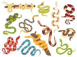 Tropical snakes. Exotic viper, python on tree branch and terrarium snake. isolated serpent Illustration set vector