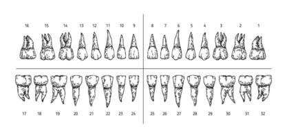 Tooth types sketch. Teeth with roots, dentist tooth numbers system and hand drawn premolar, molar, canine and incisor illustration set vector