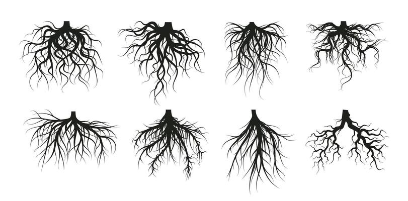 Tree root system, underground growing plants stems