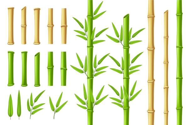 Bamboo stems and leaves. Zen garden verdant bamboo stick with 3D green leaf isolated illustration set