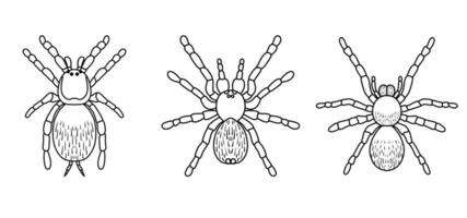 Set of poisonous spiders - tarantulas in a linear style on a white background. Coloring or linear outline. vector