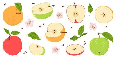 Apple fruit set. Whole, half, slice of red green and yellow apple fruit with green leaves and flowers collection. Hand drawn flat style isolated illustration vector