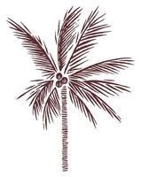 Stylized art of a coconut tree silhouette. Drawing in free, rustic and uncluttered lines. vector