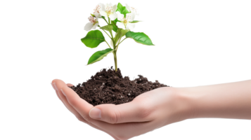A hand gently holding a piece of fertile soil from which a flourishing plant with blossoms emerges, isolated on a transparent background png