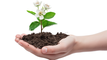A hand gently holding a piece of fertile soil from which a flourishing plant with blossoms emerges, isolated on a transparent background png