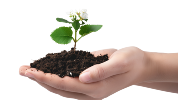 A hand gently holding a piece of fertile soil from which a flourishing plant with blossoms emerges, isolated on a transparent background png