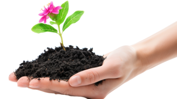 A hand gently holding a piece of fertile soil from which a flourishing plant with blossoms emerges, isolated on a transparent background png