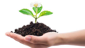 A hand gently holding a piece of fertile soil from which a flourishing plant with blossoms emerges, isolated on a transparent background png