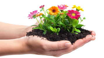 A hand holding a piece of soil with a vibrant green plant growing out of it, colorful flowers in full bloom, on a transparent background png