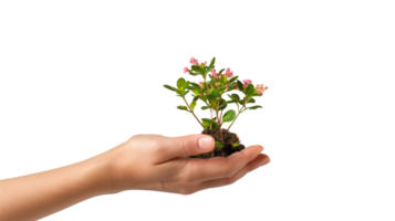 A hand in focus, holding a piece of earth from which a healthy plant with blooming flowers is growing, isolated on a transparent background png