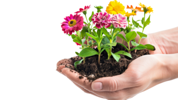 A hand holding a piece of soil with a vibrant green plant growing out of it, colorful flowers in full bloom, on a transparent background png