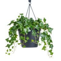 A hanging ivy plants on pot on a transparent background png