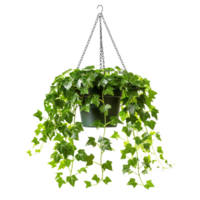A hanging ivy plants on pot on a transparent background png