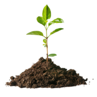 A small tree saplings emerging from rich brown soil, isolated on a transparent background png