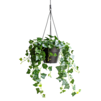 A hanging ivy plants on pot on a transparent background png