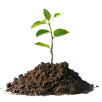A small tree saplings emerging from rich brown soil, isolated on a transparent background png