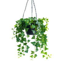 A hanging ivy plants on pot on a transparent background png