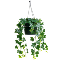 A hanging ivy plants on pot on a transparent background png