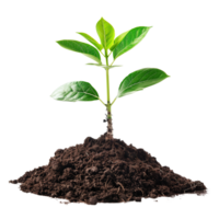 A small tree saplings emerging from rich brown soil, isolated on a transparent background png