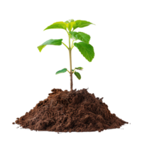 A small tree saplings emerging from rich brown soil, isolated on a transparent background png