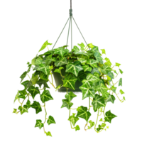 A hanging ivy plants on pot on a transparent background png