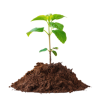 A small tree saplings emerging from rich brown soil, isolated on a transparent background png