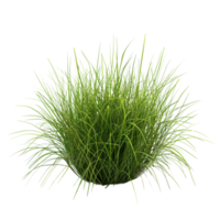Tussock of grass on a transparent background png