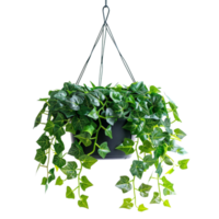 A hanging ivy plants on pot on a transparent background png