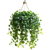 A hanging ivy plants on pot on a transparent background png
