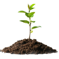 A small tree saplings emerging from rich brown soil, isolated on a transparent background png