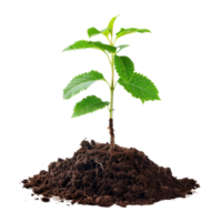 A small tree saplings emerging from rich brown soil, isolated on a transparent background png