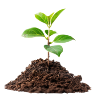 A small tree saplings emerging from rich brown soil, isolated on a transparent background png
