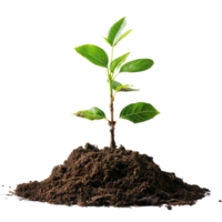 A small tree saplings emerging from rich brown soil, isolated on a transparent background png
