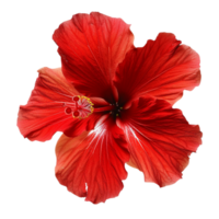 A tropical red hibiscus flowers on a transparent background png