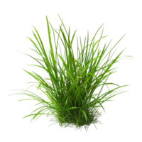 Tussock of grass on a transparent background png