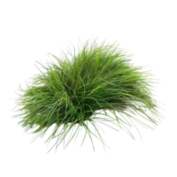 Tussock of grass on a transparent background png