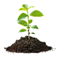 A small tree saplings emerging from rich brown soil, isolated on a transparent background png