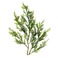 A close-up shot of Codium Sea Weed with intricate green branches isolated on a transparent background png