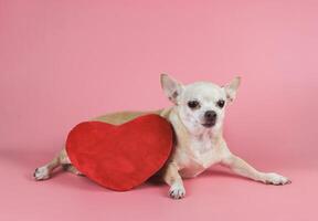 brown Chihuahua dog lying down with red heart shape pillow on pink background .isolated. Valentine's day concept. photo
