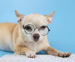 brown Chihuahua dog wearing eye glasses, typing on computer keyboard. Blue background. photo