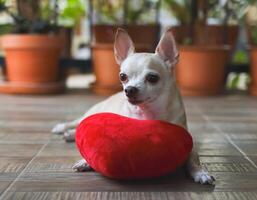 brown Chihuahua dog lying down with red heart shape pillow. Valentine's day concept. photo