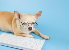 sleepy brown Chihuahua dog, wearing eyeglasses, working too hard on computer keyboard with his eyes closed. photo