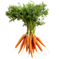 A bunch of fresh orange carrots with green tops isolated on a transparent background png
