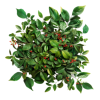 A lush green bush with vibrant leaves and small red berries isolated on a transparent background png