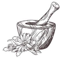 Calendula flowers and a wooden mortar for grinding herbs. illustration of a medicinal plant. A hand-drawn sketch in the technique of engraving. Isolated design elements in rustic style. vector