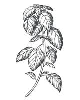 Basil on a white background in retro style. A popular seasoning in Italian, Greek and Provencal cuisine. Branch in engraving style. Spices botanical illustration. vector