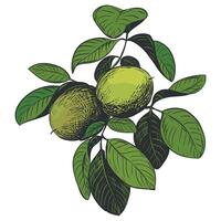 Walnuts are hand drawn. illustration in color engraving technique. Ingredient for nut paste, oil, Nocino liqueur. For packaging design. Linear ink drawing. vector