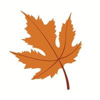 Illustration of autumn maple leaf is isolated on the white background vector