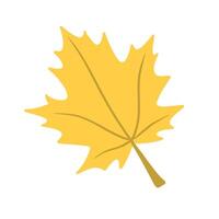 Illustration of autumn maple leaf is isolated on the white background vector